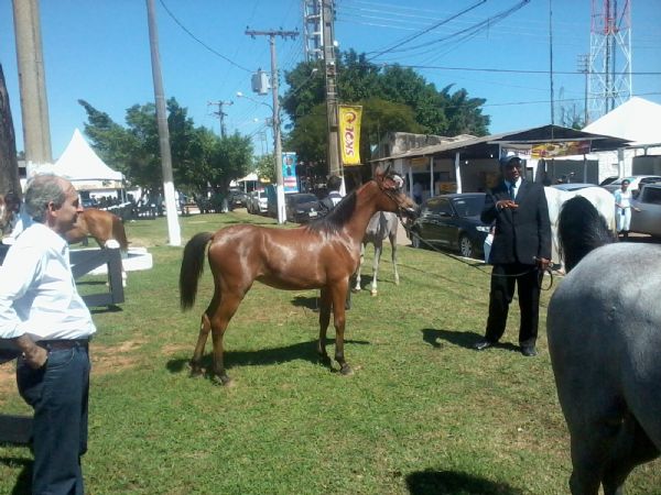 Dcil e delicado e de beleza incomparvel essa  uma das caractersticas do cavado rabe, expostos durante a 50 Expoagro