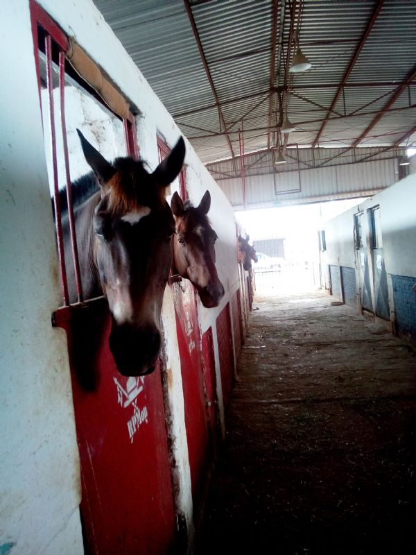 Dcil e gil o cavalo crioulo se destaca na tropa da Cavalaria da PM em Cuiab, conhea mais sobre a raa
