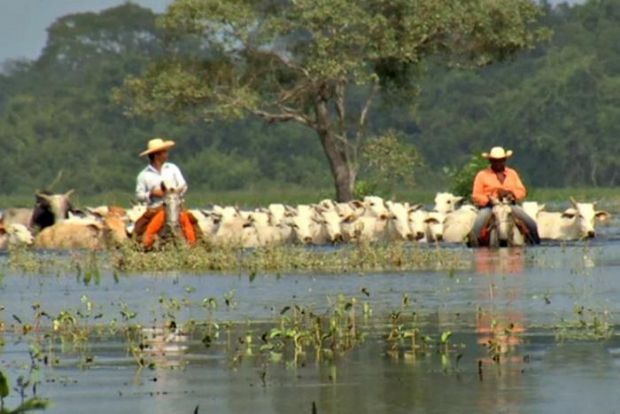 Explorao agropecuria sustentvel do Pantanal pode ser normatizada; Estado avalia medida