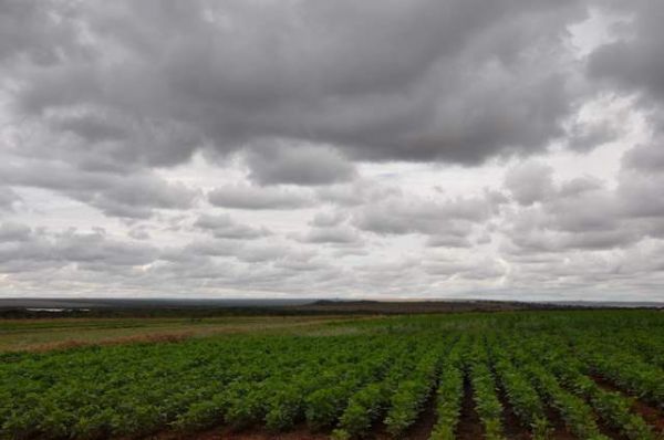 Plantio da soja avana apenas 5,9 p.p. na variao semanal em Mato Grosso