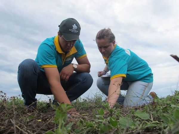 Problemas sanitrios nas lavouras de soja preocupam em Mato Grosso