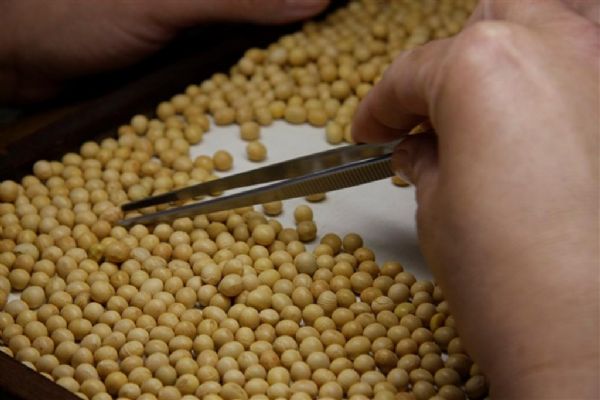 Brasil  nico dos trs grandes produtores mundiais que no tem classificao de gros