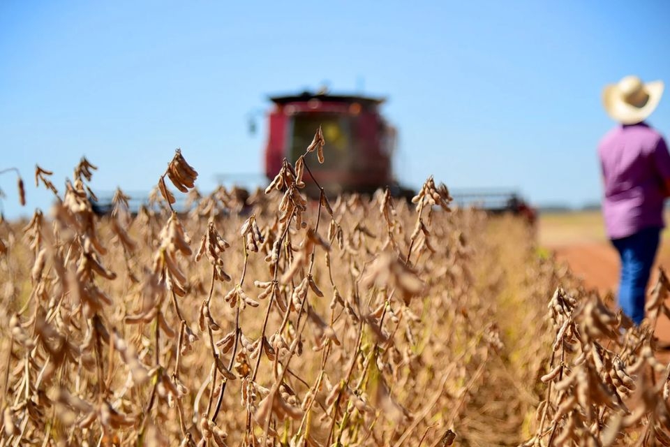 Conab fala em quebra de 15,6% na safra de soja em MT e prev colheita estendida at abril