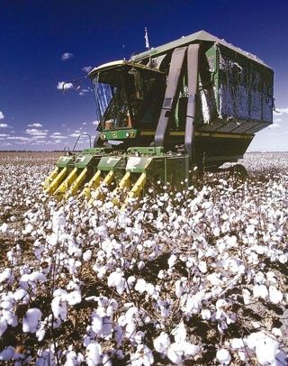 rea plantada de algodo em MT deve diminuir quase 30%