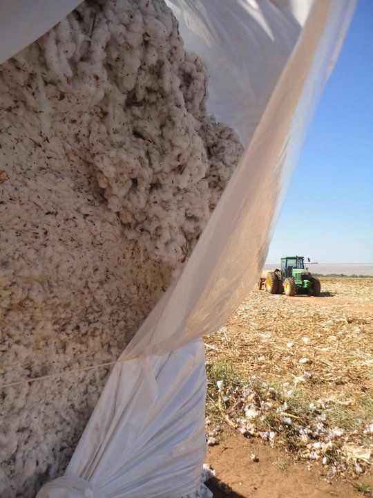Estoques mundiais de algodo da prxima safra podem ser os maiores da dcada