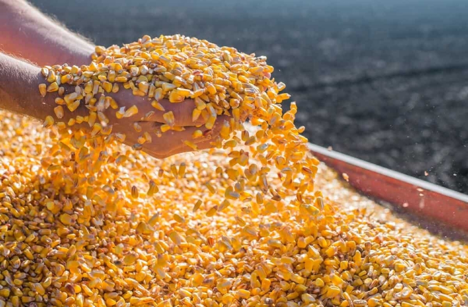 Agricultores de MT poderão vender até 30 mil sacas de milho para compor estoques públicos da Conab