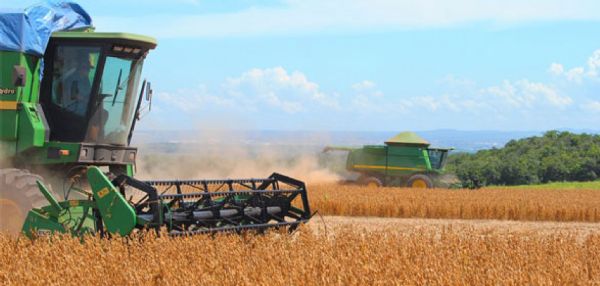 Responsvel por 25,5% da produo nacional, Mato Grosso deve colher quase 56 mi/t de gros na safra 16/17