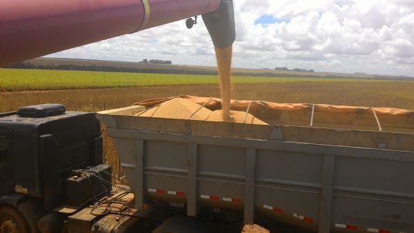 Estudos da poca de plantio e qualidade de sementes da soja sero realizados em Mato Grosso