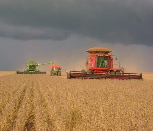 Renda no campo em Mato Grosso deve ter alta de 5,03% com alta dlar, aponta Imea