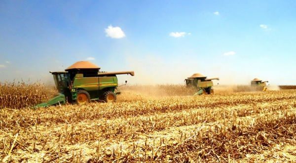 Colheita do milho alcana 75% nesta semana em Mato Grosso
