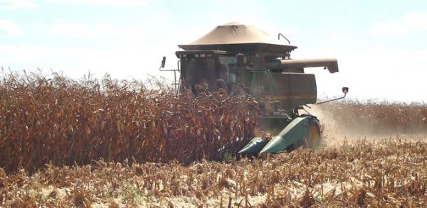 Colheita do milho 'safrinha' passa da metade da rea plantada no Estado