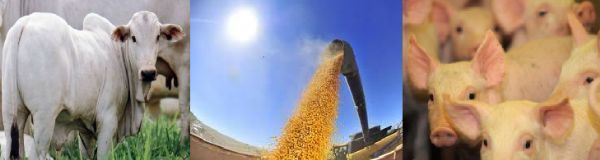 Boi gordo tem nova queda de preos, enquanto o milho registra alta