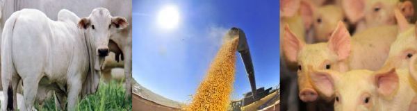 Pecuria permanece estvel e agricultura tem um leve aumento nos preos em MT; confira cotao