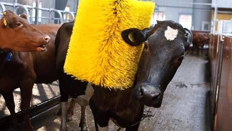Cow Brusch - escova para coar o animal reduz estresse e contribui para aumento na produo de leite