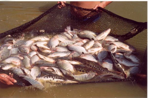 Criao de peixe em tanques  alternativa de renda para pequeno produtor e cooperativado