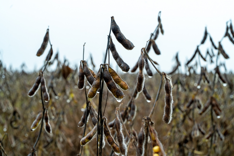 Chuvas intensas elevam preju�zos e atrasam colheita da soja em MT; danos podem chegar a R$ 1,8 mil por hectare