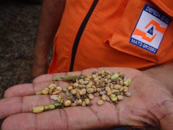 Defesa Civil em Mato Grosso analisa situao de emergncia na agricultura