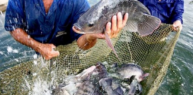 Mato Grosso recebe a maior feira de peixes nativos de gua doce do pas