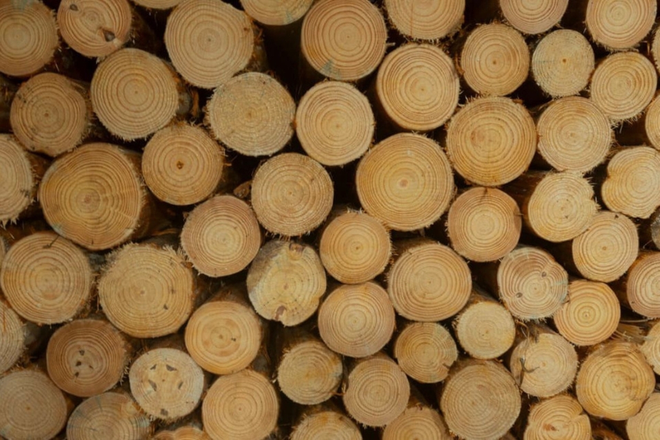 Com novo Plano Florestal, Cidinho Santos ressalta: 