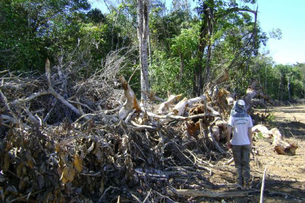 Mato Grosso volta a liderar desmatamento na Amaznia Legal; municpio de Cludia na frente