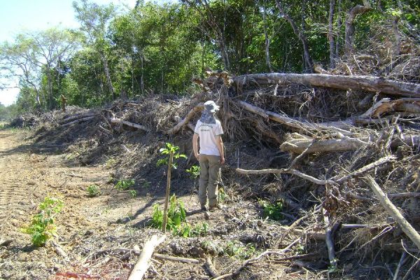 Desmatamento cresce 152% em Mato Grosso aps dois anos de queda