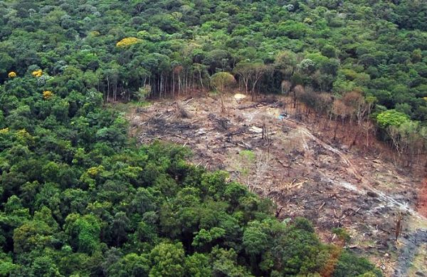 Mato Grosso  lder junto com o Par em desmatamento na Amaznia Legal
