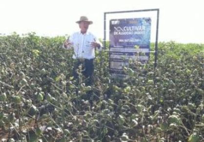 Cultivares de algodão lançadas pelo IMA trazem 2ª geração de tecnologia e prometem combate a lagartas