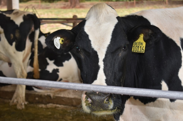 Fiocruz confirma internao de duas pessoas com suspeita do mal de vaca louca; MT teve um caso em animal