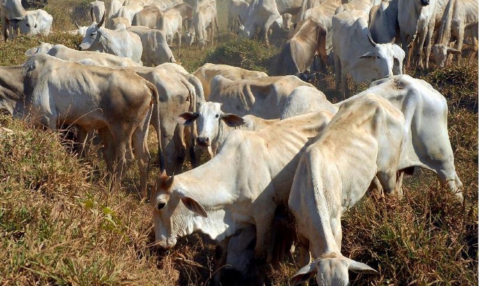 Ministrio da Agricultura suspende exportaes de carne para China aps caso de 'Vaca Louca'