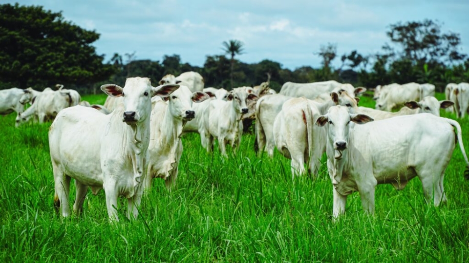 Pesquisa aponta que Mato Grosso tem 14,6% do rebanho bovino do Brasil