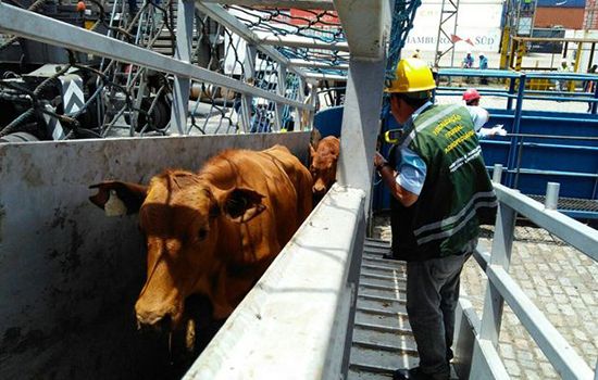 Justiça libera embarque de animais vivos em portos do país; mercado movimenta U$170 mi