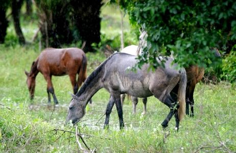 Mormo em equino  confirmada e Indea-MT muda regras de participao de animais em eventos