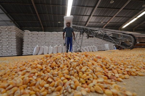 Excesso de milho no mercado deve reduzir ganhos ao produtor