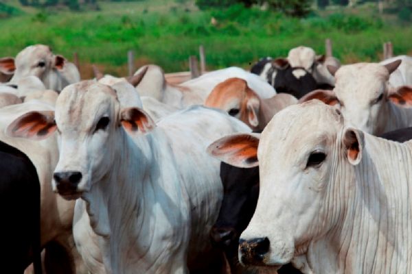 Demanda limita crescimento de estoque de bois machos em Mato Grosso; setor prev 'estabilidade' em 2017