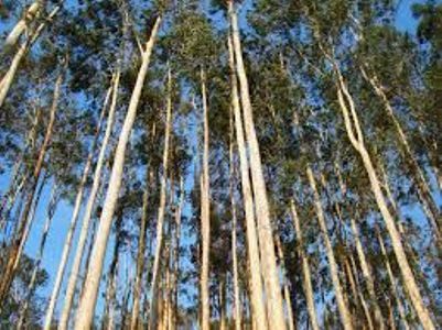 Cuiab sedia XV Congresso Brasileiro dos Membros do Ministrio Pblico de Meio Ambiente