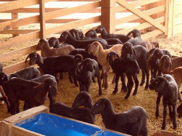 Agricultura familiar: produtos e animais integram feira em Cuiab