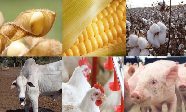 Exporta��es mato-grossenses ficam est�veis em 2014 devido ao milho