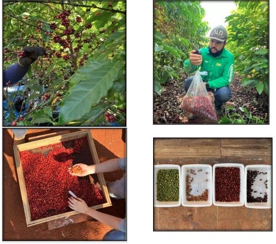 Validao de novos clones aponta caminhos para a produo de cafs especiais em MT