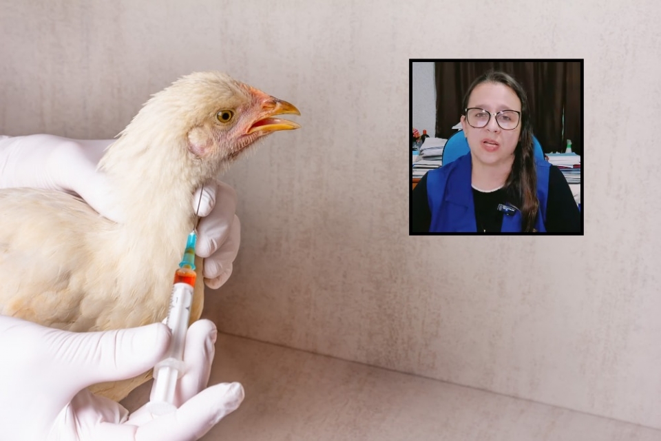 Nove pessoas so monitoradas aps contato com aves diagnosticadas com gripe aviria