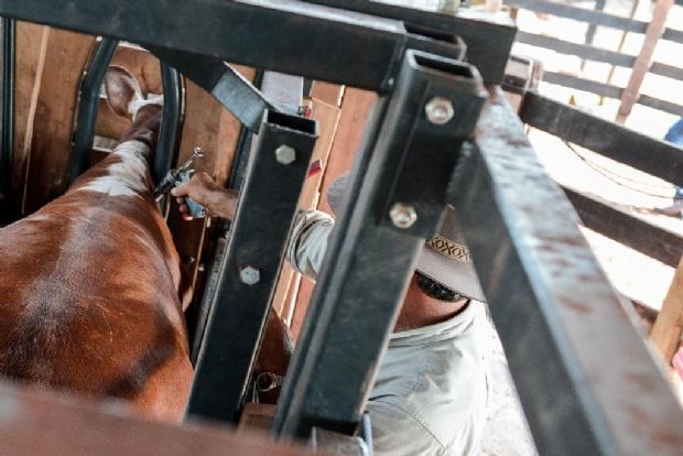 Segunda etapa da vacinao contra aftosa prev atingir 13,6 milhes de bubalinos e bovinos