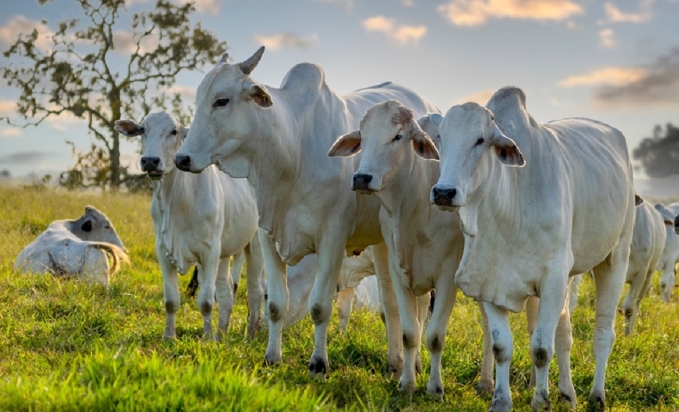 Ministrio da Agricultura e Pecuria reconhece MT nacionalmente como livre da febre aftosa