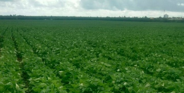 Tecnologias criadas por empresa garantem fortalecimento e desenvolvimento de plantaes de feijo