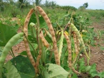 Produo de feijo apresenta queda de 4,4% em Mato Grosso