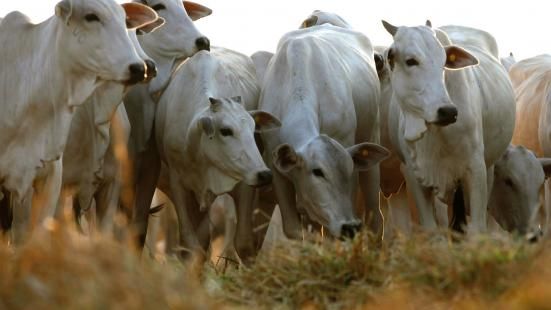 Por falta de renda, produtores aumentam o nmero de abate de fmeas em Mato Grosso