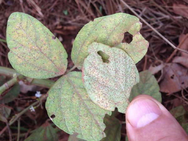 Sobe para 6 o n�mero de casos de ferrugem asi�tica em Mato Grosso