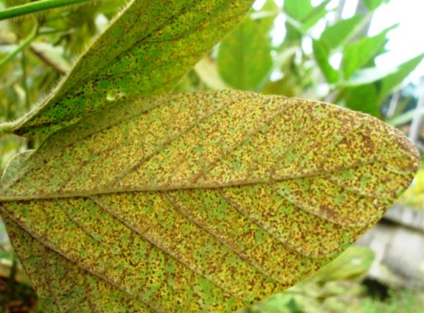 Planta com Ferrugem Asitica