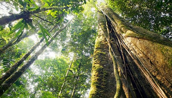 Edital para explorao de 1 milho de hectares de madeira sustentvel da Floresta Amaznica  lanado
