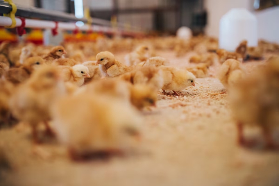 Japo suspende importao de aves de cidade de MT aps caso de gripe aviria