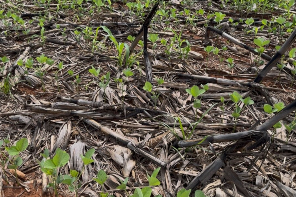 Aprosoja alerta Ministrio da Agricultura para crise hdrica e pede reviso de estimativas da safra 2025/26