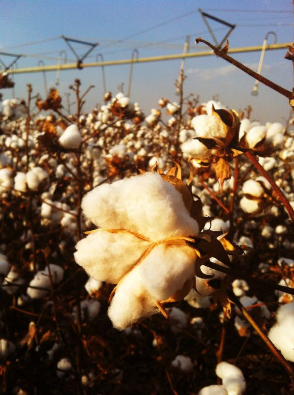 Nenhum produtor de Mato Grosso deixou de acreditar no algodo, diz diretor da Ampa